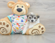 5 week old Havachon Puppy For Sale - Pilesgrove Pups