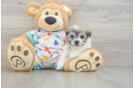 Havachon Puppy for Adoption