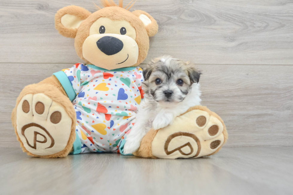 Havachon Puppy for Adoption