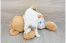 Havachon Puppy for Adoption