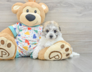 7 week old Havachon Puppy For Sale - Pilesgrove Pups