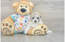 Adorable Havashon Designer Puppy