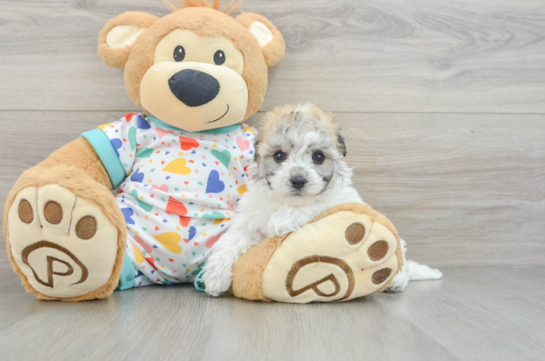 Adorable Havashon Designer Puppy