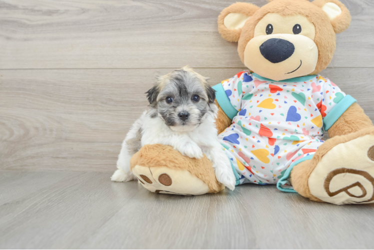 Havachon Pup Being Cute