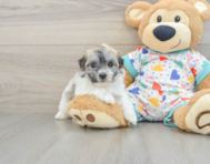 5 week old Havachon Puppy For Sale - Pilesgrove Pups