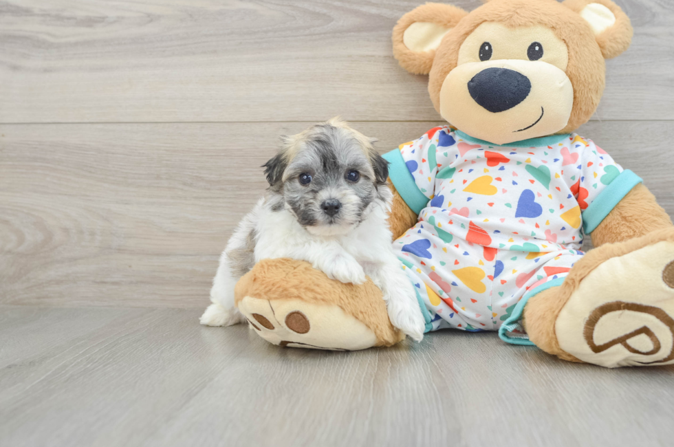 5 week old Havachon Puppy For Sale - Pilesgrove Pups