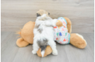 Havachon Puppy for Adoption