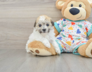 5 week old Havachon Puppy For Sale - Pilesgrove Pups