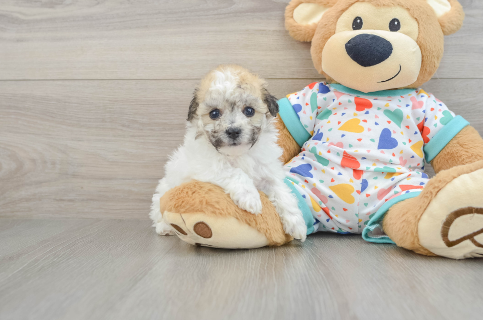 5 week old Havachon Puppy For Sale - Pilesgrove Pups