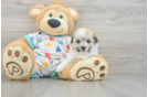 Adorable Havashon Designer Puppy
