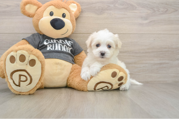 Havachon Puppy for Adoption