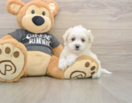 5 week old Havachon Puppy For Sale - Pilesgrove Pups