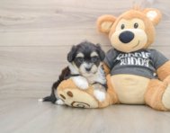 6 week old Havachon Puppy For Sale - Pilesgrove Pups