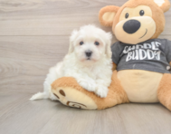5 week old Havachon Puppy For Sale - Pilesgrove Pups