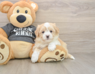 6 week old Havachon Puppy For Sale - Pilesgrove Pups