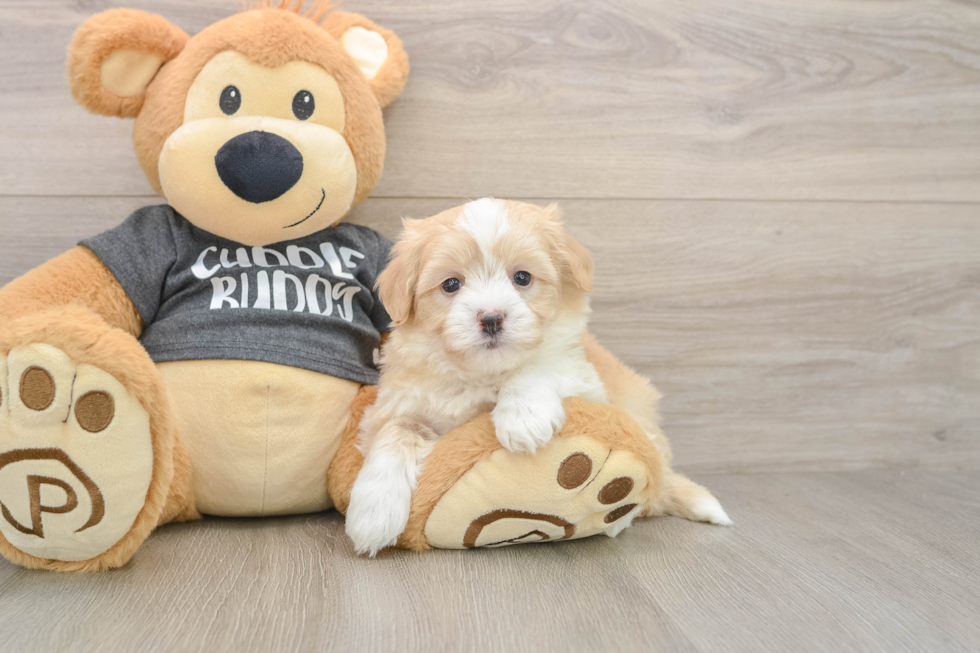 Funny Havachon Designer Pup