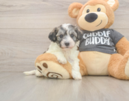 5 week old Havachon Puppy For Sale - Pilesgrove Pups