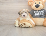 5 week old Havachon Puppy For Sale - Pilesgrove Pups