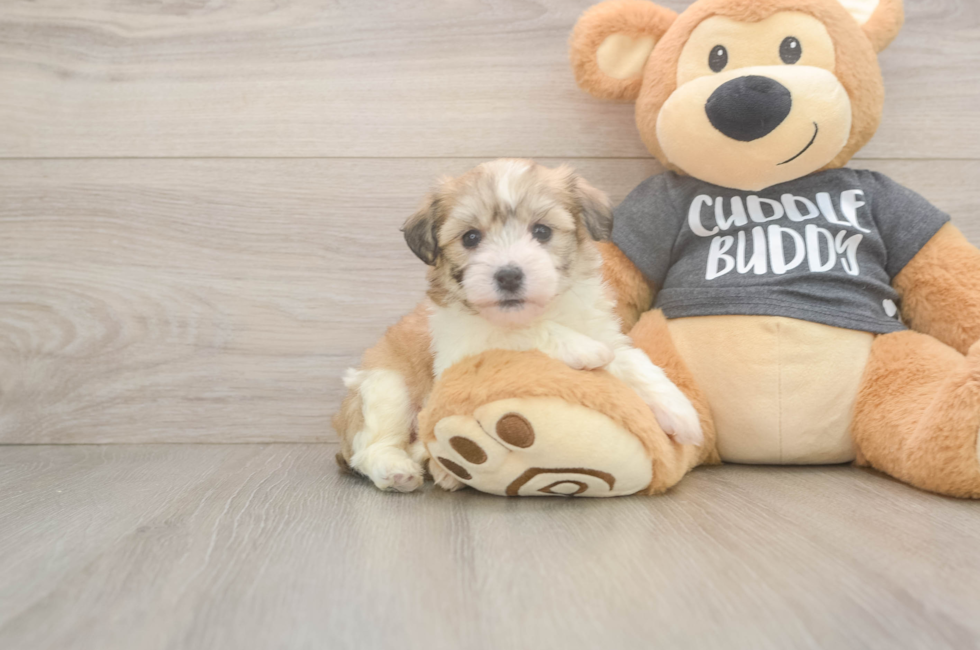 6 week old Havachon Puppy For Sale - Pilesgrove Pups