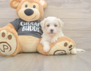 5 week old Havachon Puppy For Sale - Pilesgrove Pups