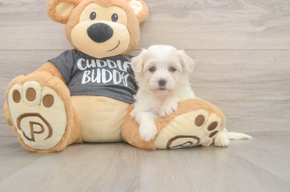 6 week old Havachon Puppy For Sale - Pilesgrove Pups