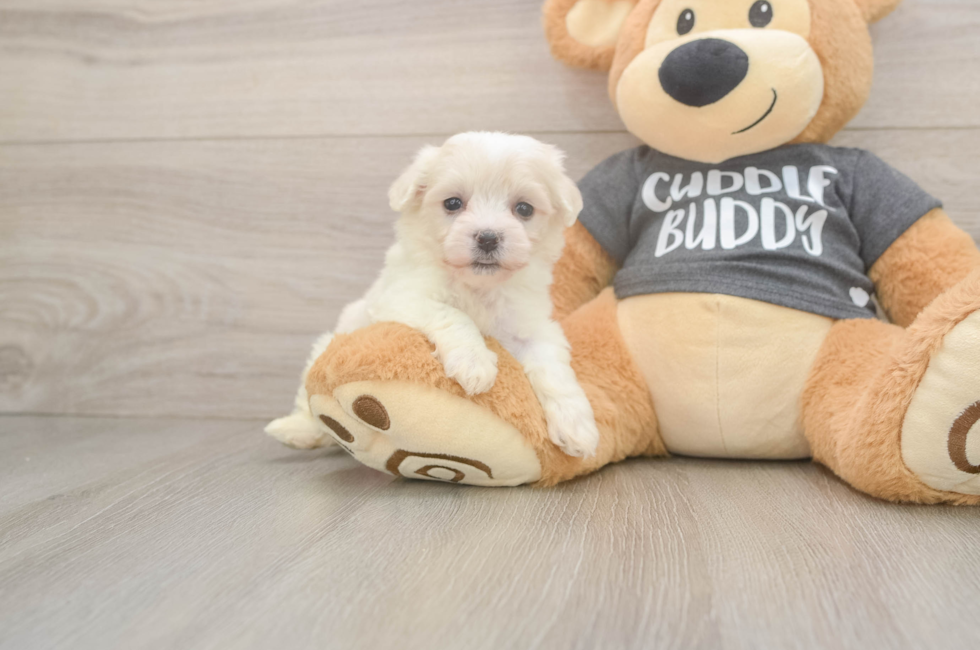 6 week old Havachon Puppy For Sale - Pilesgrove Pups