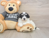 5 week old Havachon Puppy For Sale - Pilesgrove Pups