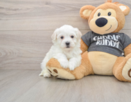 5 week old Havachon Puppy For Sale - Pilesgrove Pups