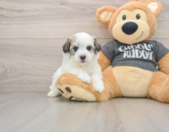 5 week old Havachon Puppy For Sale - Pilesgrove Pups