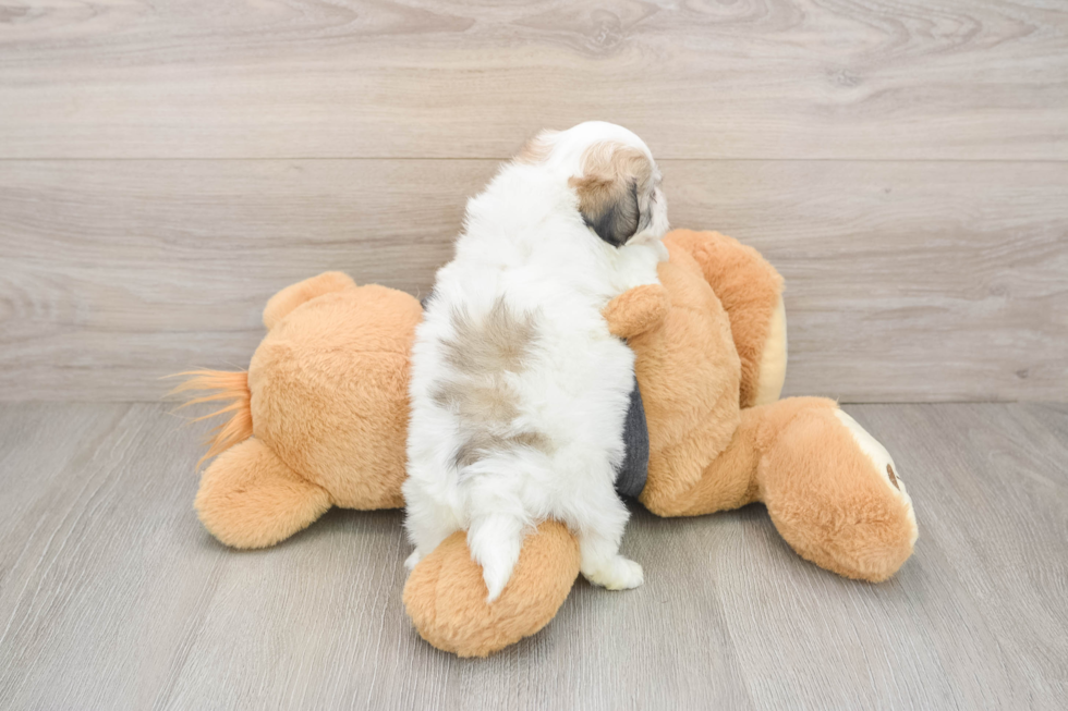 Havachon Pup Being Cute