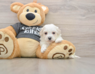 5 week old Havachon Puppy For Sale - Pilesgrove Pups