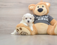 5 week old Havachon Puppy For Sale - Pilesgrove Pups