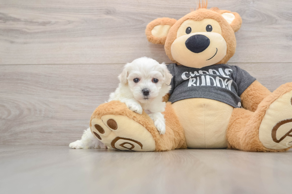 Havachon Puppy for Adoption