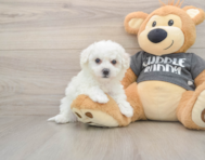 6 week old Havachon Puppy For Sale - Pilesgrove Pups