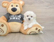6 week old Havachon Puppy For Sale - Pilesgrove Pups