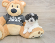 7 week old Havachon Puppy For Sale - Pilesgrove Pups