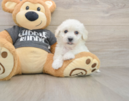 6 week old Havachon Puppy For Sale - Pilesgrove Pups