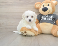 6 week old Havachon Puppy For Sale - Pilesgrove Pups