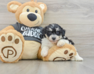 7 week old Havachon Puppy For Sale - Pilesgrove Pups