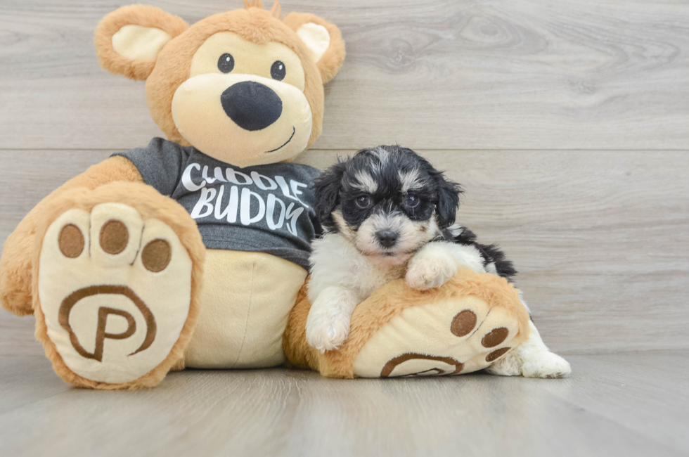 7 week old Havachon Puppy For Sale - Pilesgrove Pups