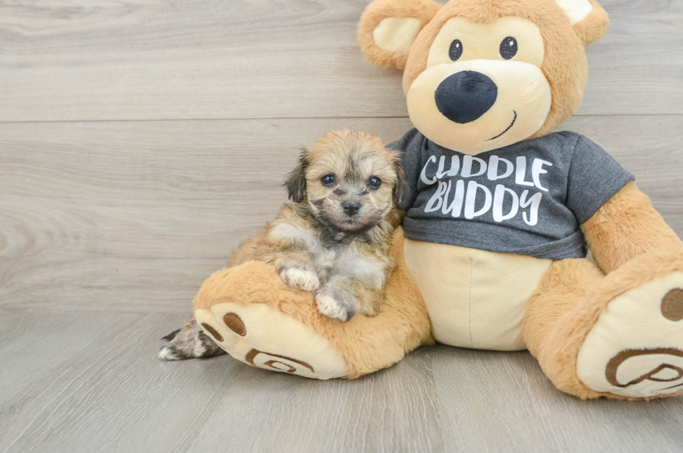 7 week old Havachon Puppy For Sale - Pilesgrove Pups
