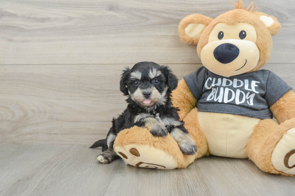 6 week old Havachon Puppy For Sale - Pilesgrove Pups