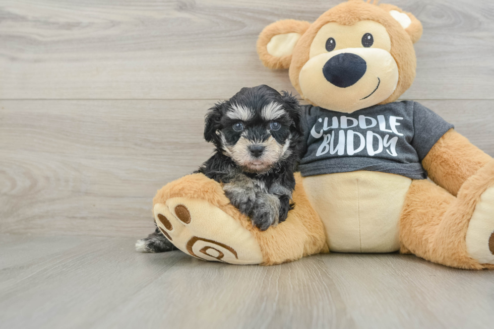 Energetic Havashon Designer Puppy