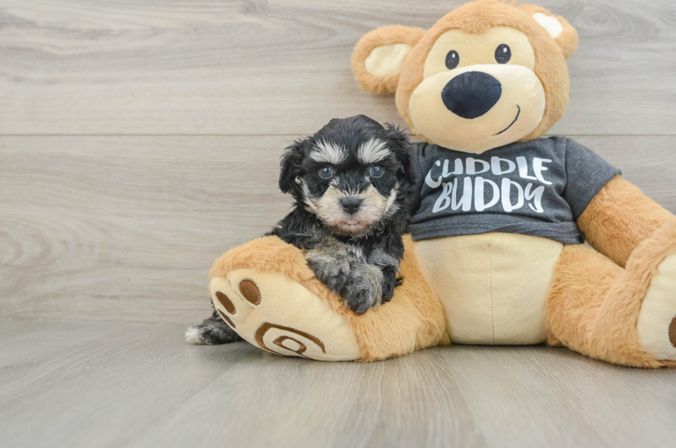 5 week old Havachon Puppy For Sale - Pilesgrove Pups