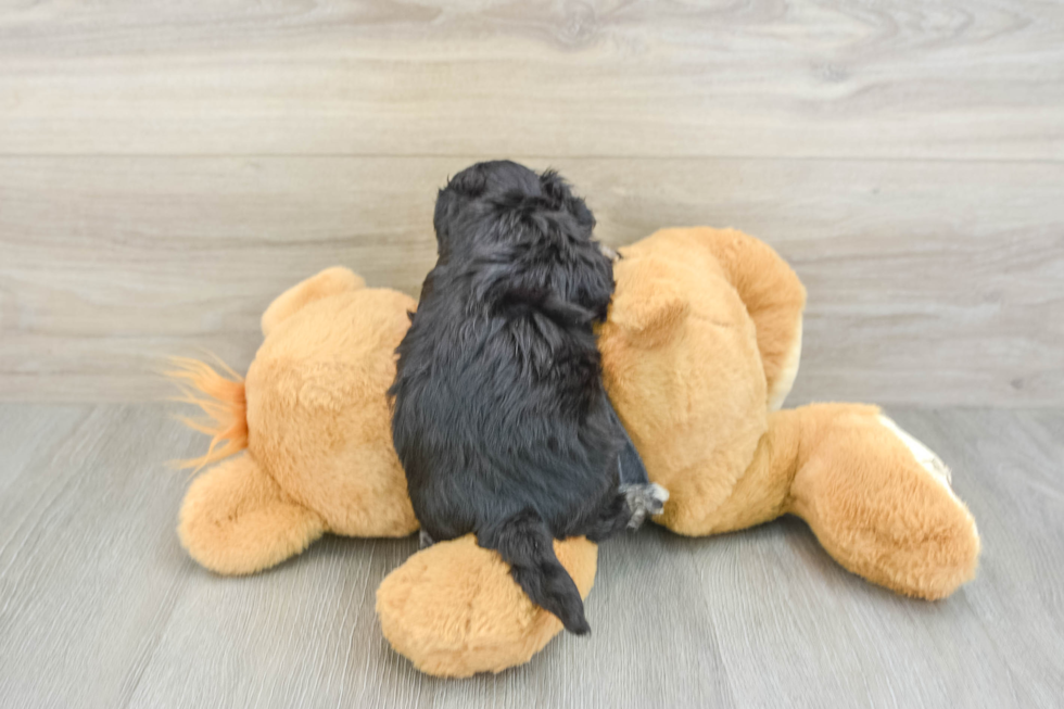 Havachon Pup Being Cute