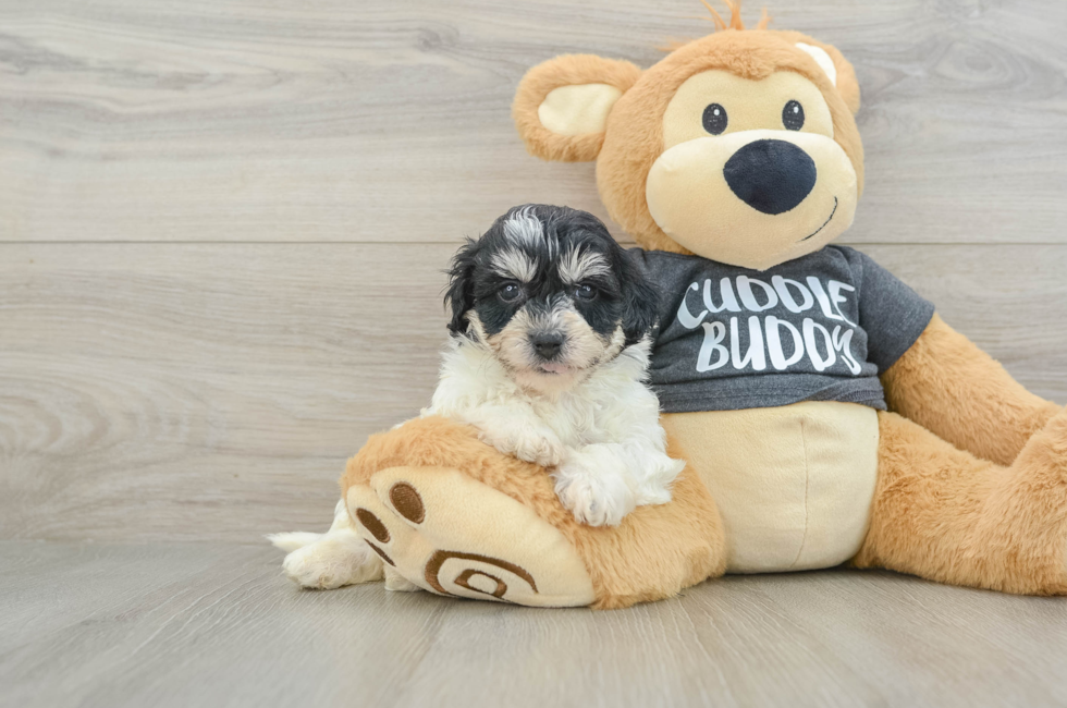 7 week old Havachon Puppy For Sale - Pilesgrove Pups