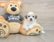 7 week old Havachon Puppy For Sale - Pilesgrove Pups