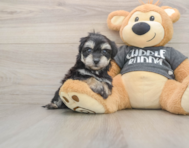 8 week old Havachon Puppy For Sale - Pilesgrove Pups