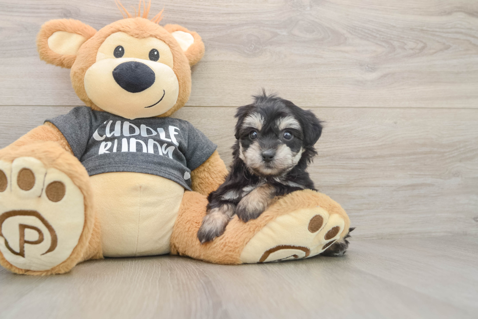 Hypoallergenic Havashon Designer Puppy