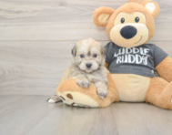 5 week old Havachon Puppy For Sale - Pilesgrove Pups